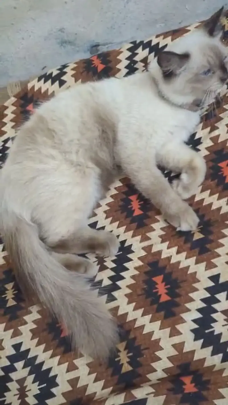 Persian cat double coated — photo 2