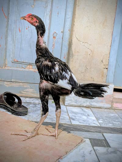 Aseel Morga For Sale ! Sirf Shokeen log Contact Kary 