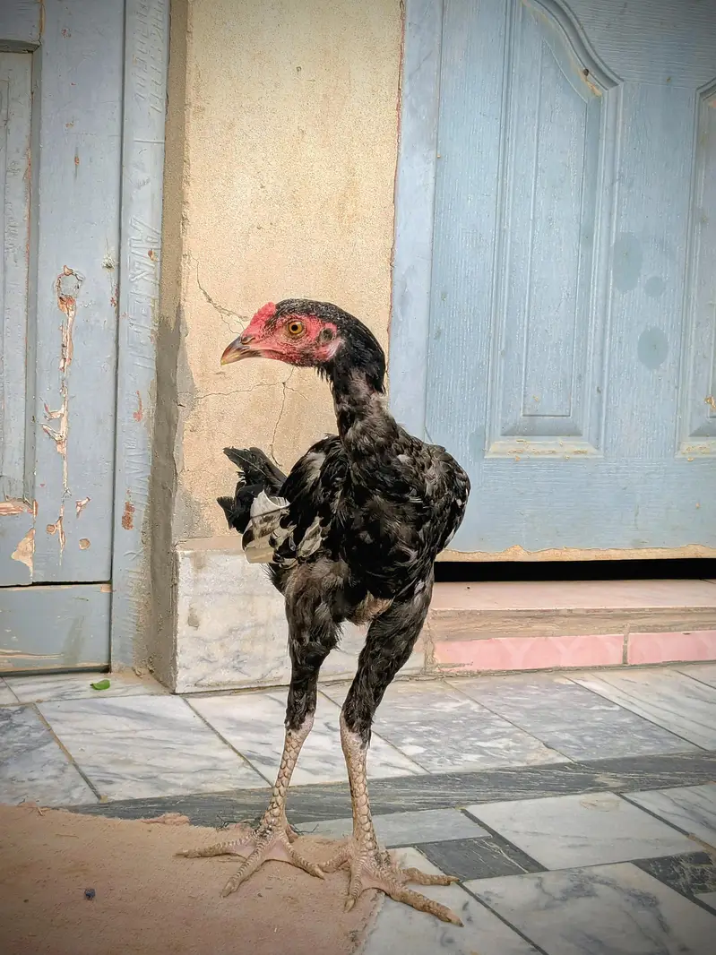 Aseel Morga For Sale ! Sirf Shokeen log Contact Kary  — photo 2