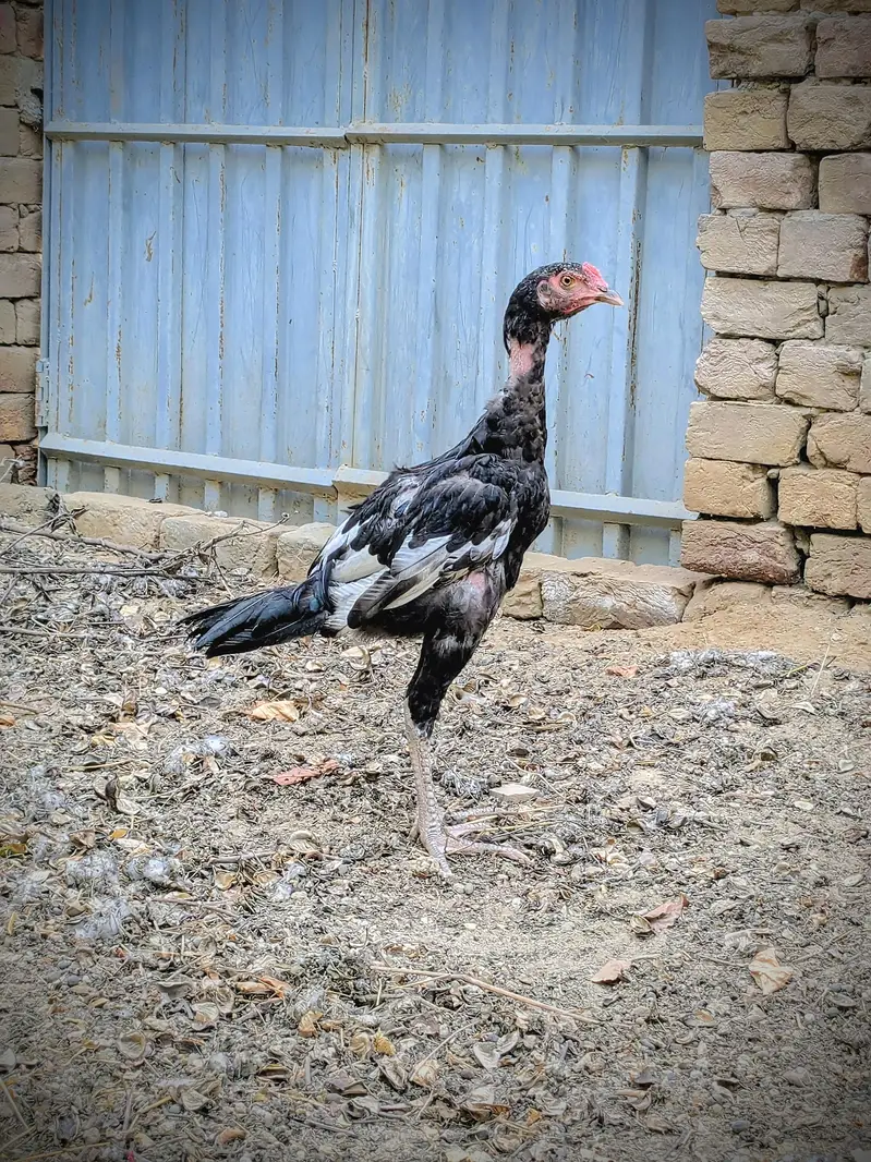 Aseel Morga For Sale ! Sirf Shokeen log Contact Kary  — photo 3