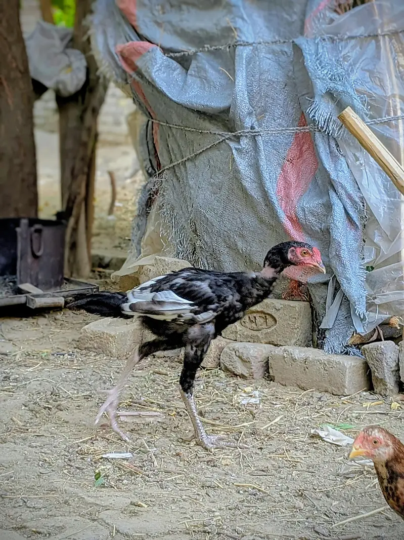 Aseel Morga For Sale ! Sirf Shokeen log Contact Kary  — photo 4