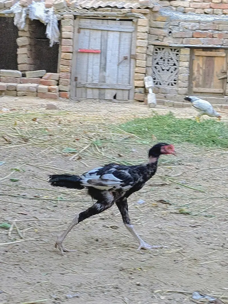 Aseel Morga For Sale ! Sirf Shokeen log Contact Kary  — photo 5
