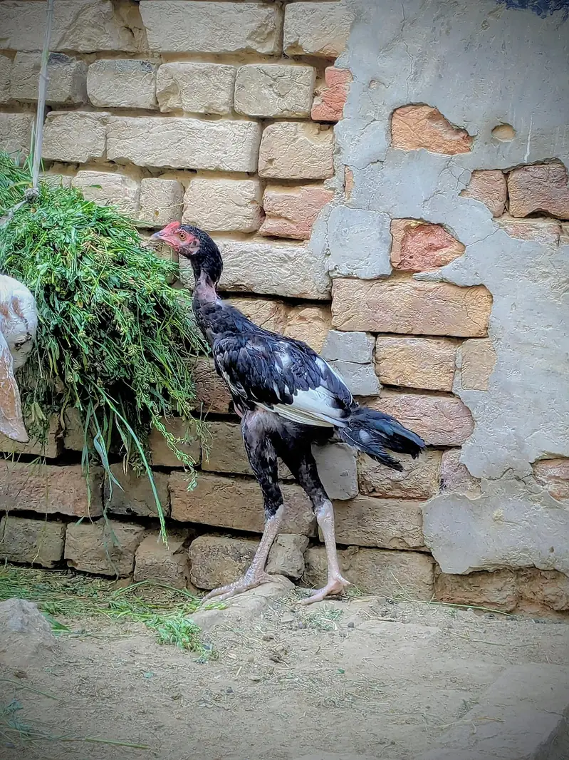 Aseel Morga For Sale ! Sirf Shokeen log Contact Kary  — photo 6