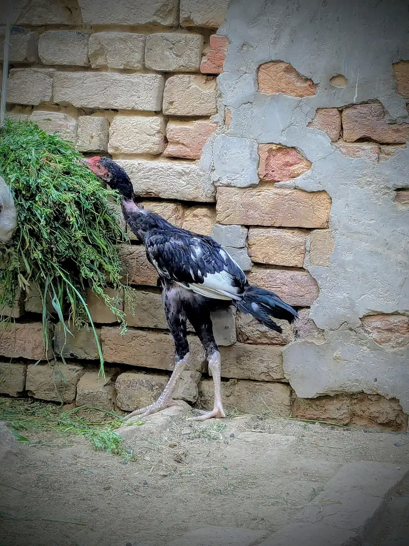 Aseel Morga For Sale ! Sirf Shokeen log Contact Kary  — photo 7