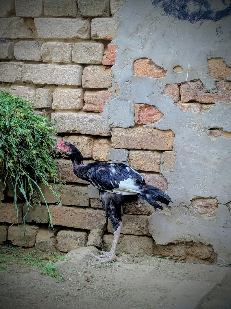 Aseel Morga For Sale ! Sirf Shokeen log Contact Kary  — photo 8