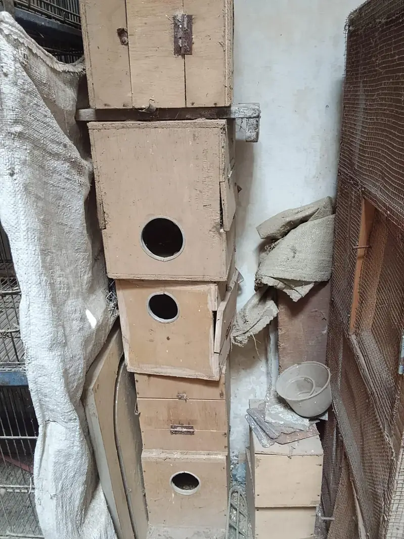 pinjra (cage) — photo 5