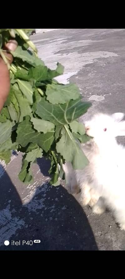 angora fancy rabbits