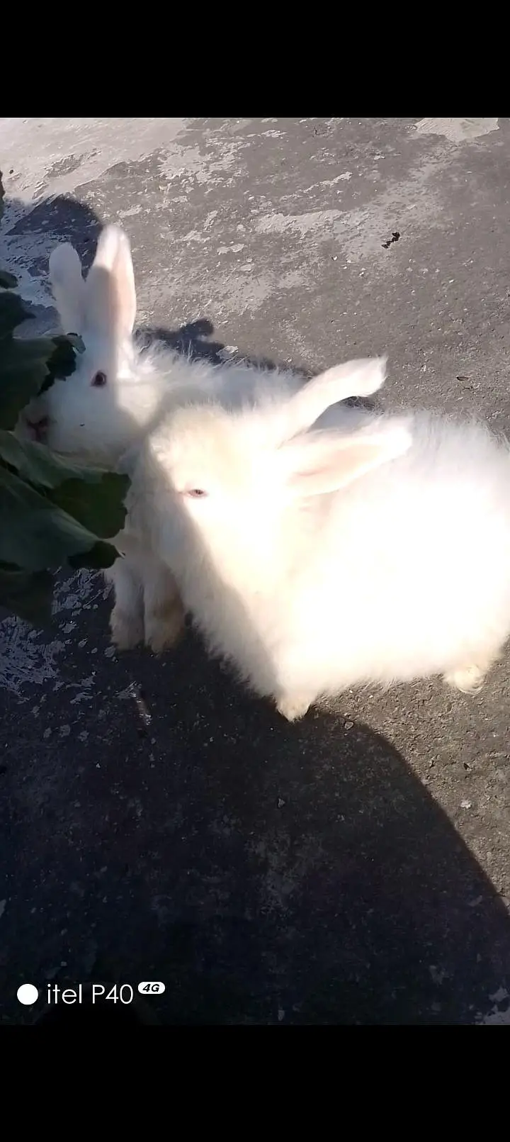 angora fancy rabbits — photo 5