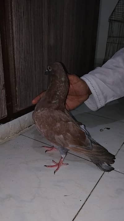 pigeon for sell