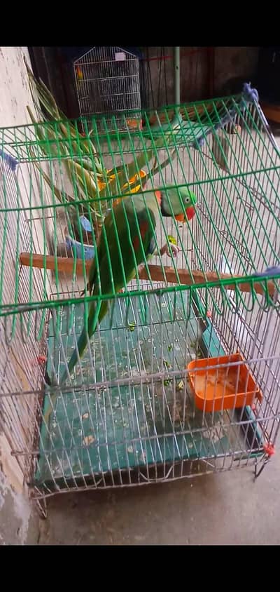 talking parrot. .