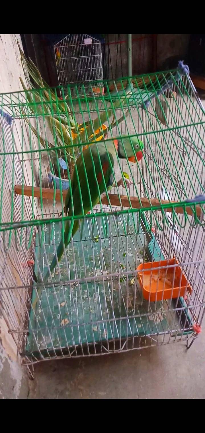 talking parrot. . 0