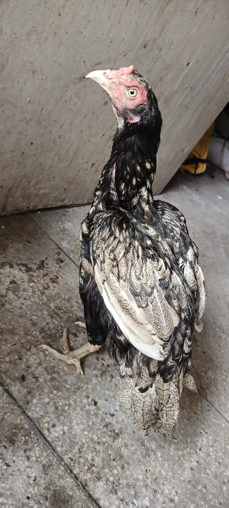 Aseel mianwali murgi for sale fit active — photo 2