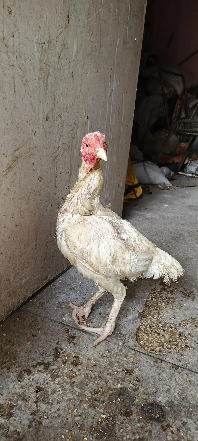 Aseel mianwali murgi for sale fit active — photo 3