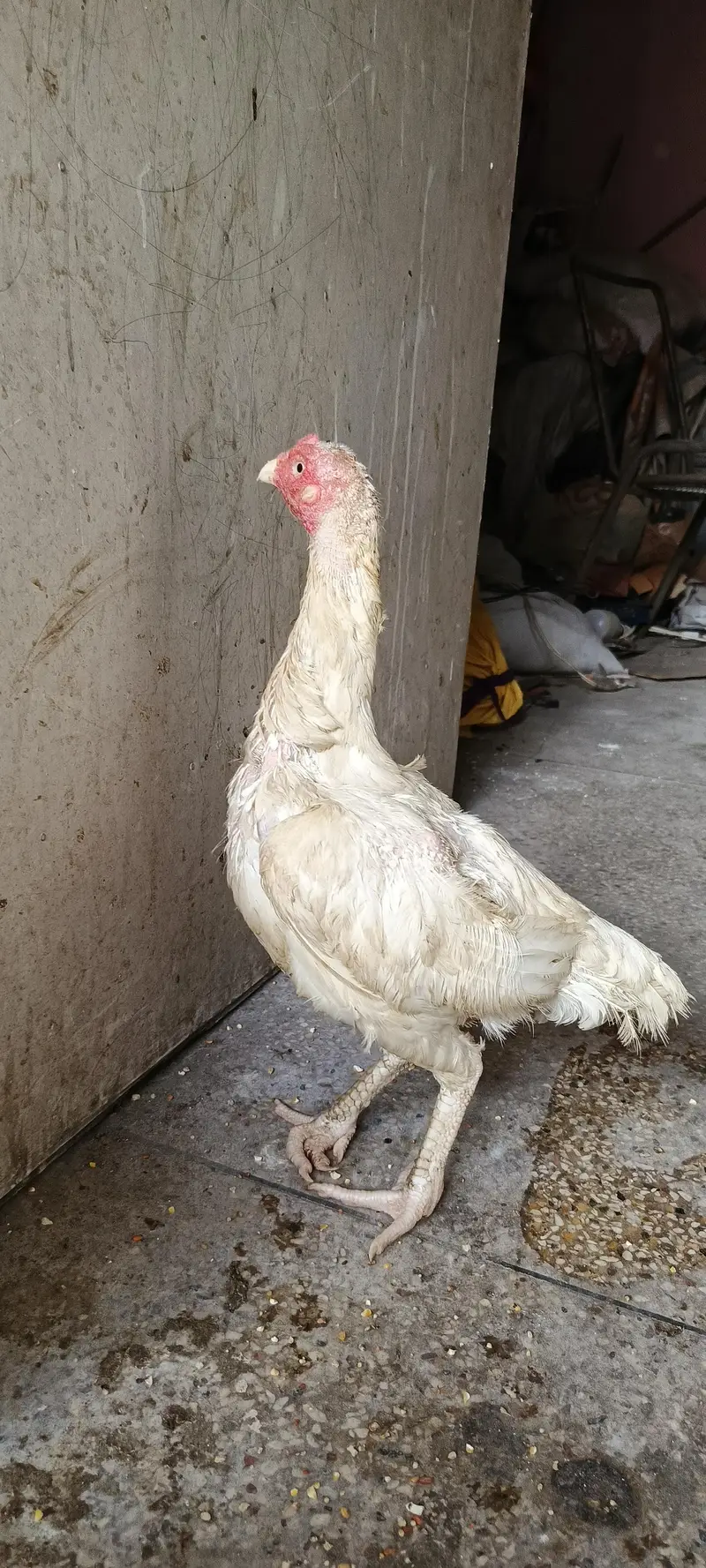 Aseel mianwali murgi for sale fit active — photo 4