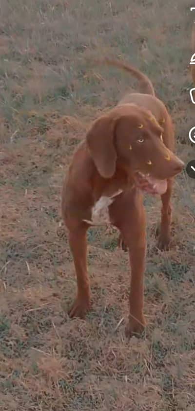 pure pointer dog for sale in mandibhaudin city