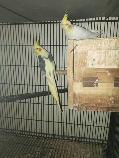 cocktail breeder pairs available Location Jaranwala Sirf call