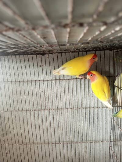 love birds