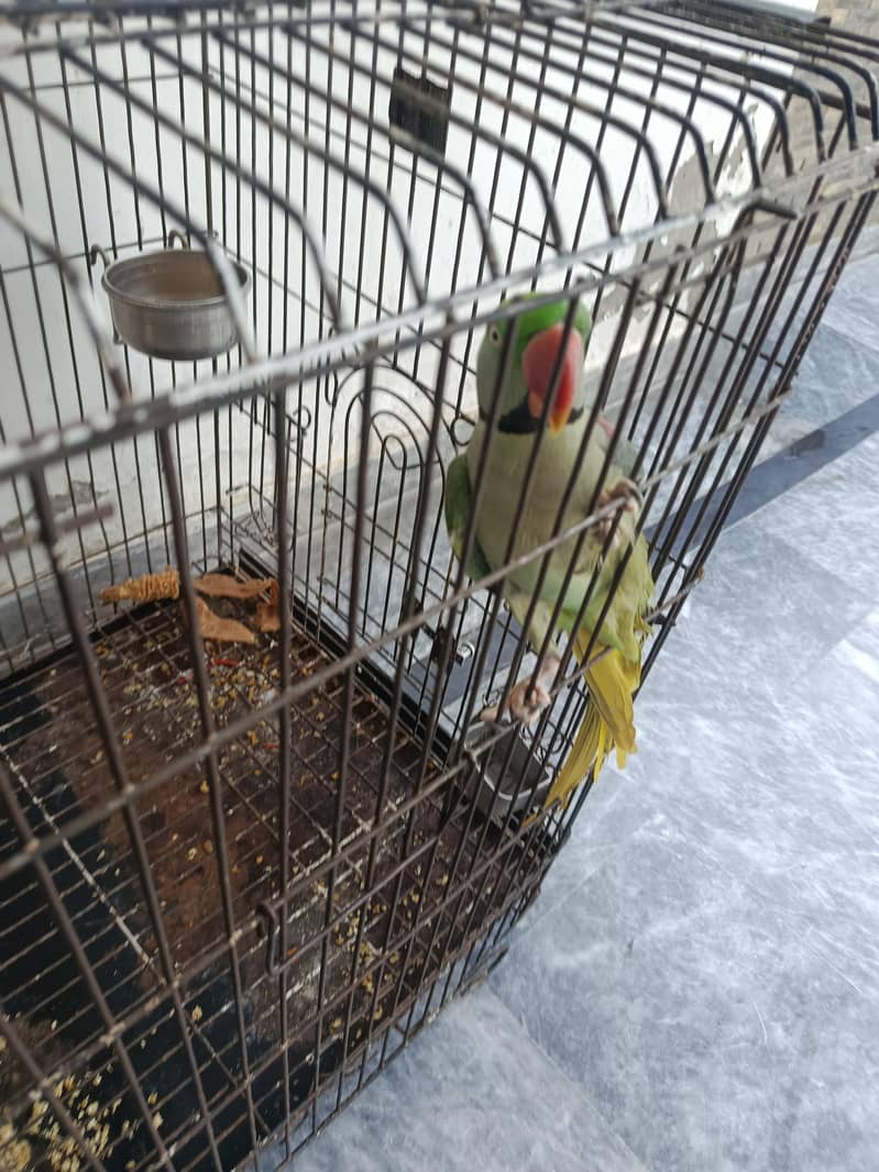 Raw Parrot 0
