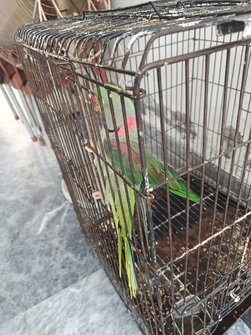 Raw Parrot 1
