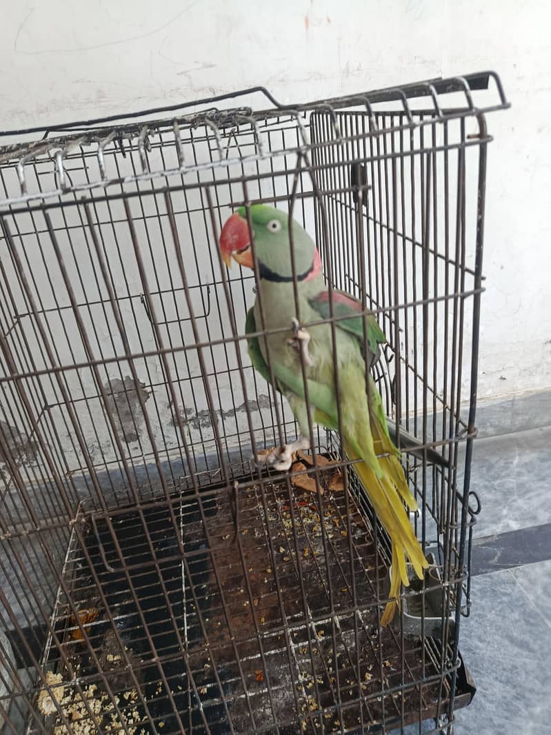 Raw Parrot 2