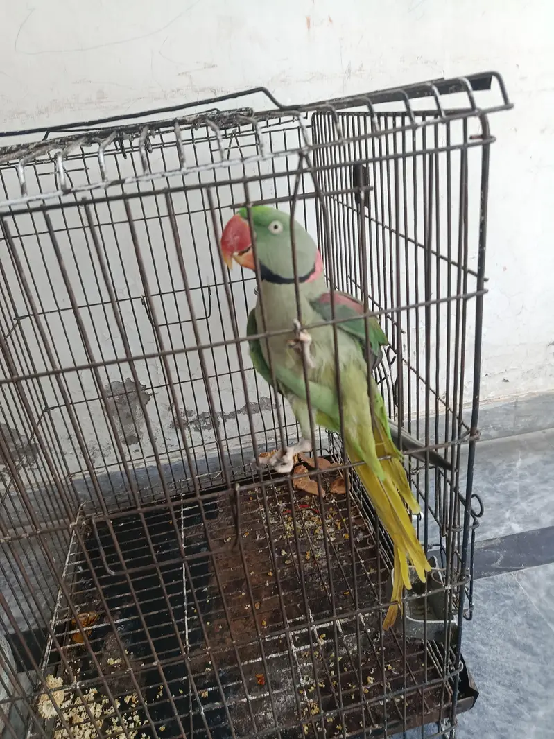 Raw Parrot — photo 3