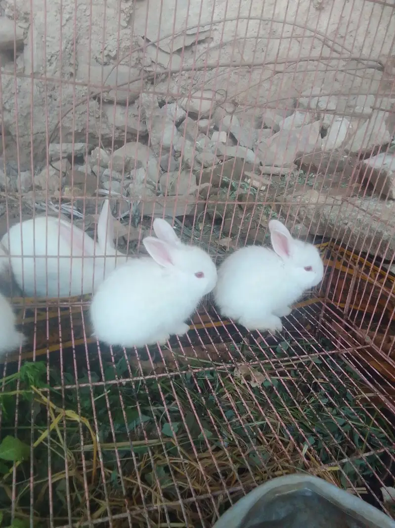 angora fancy rabbits — photo 7