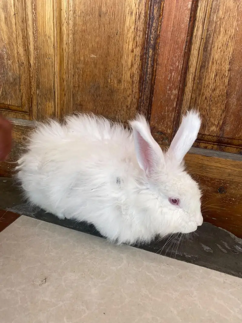 angora fancy rabbits — photo 8