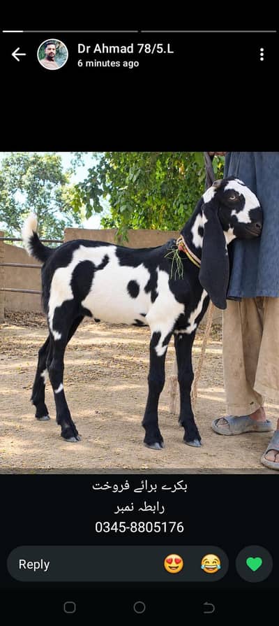 2 Healthy Male bkry for sale
