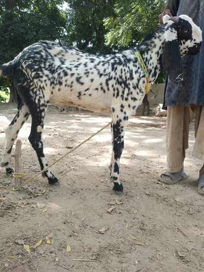 2 Healthy Male bkry for sale