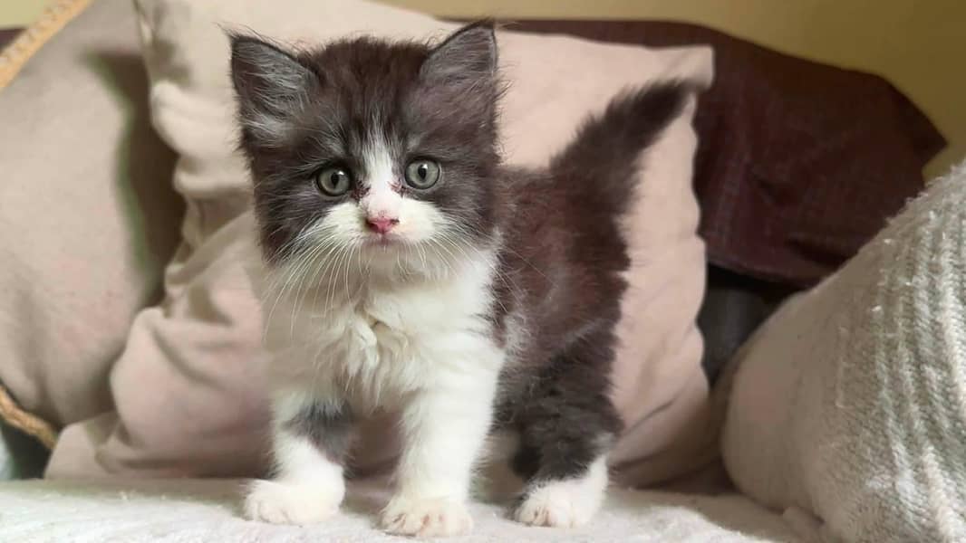 Parshion kitten 0