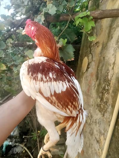 1 Male 2 female Aseel Murgi For Sale