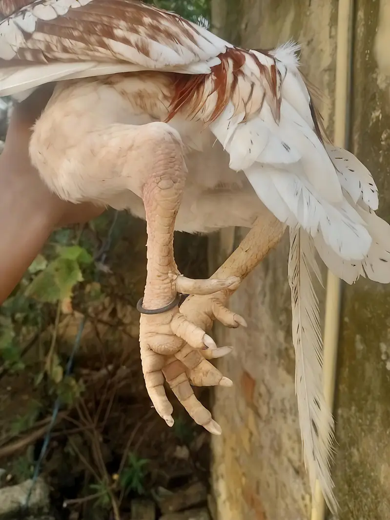 1 Male 2 female Aseel Murgi For Sale — photo 2