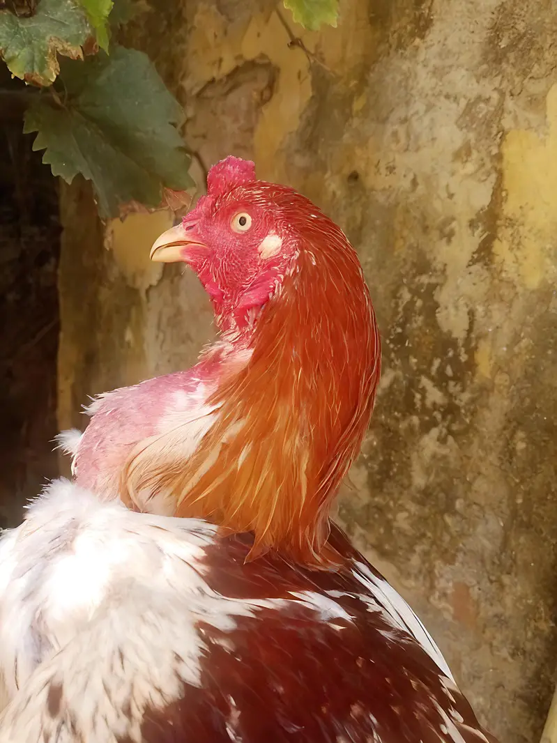 1 Male 2 female Aseel Murgi For Sale — photo 3