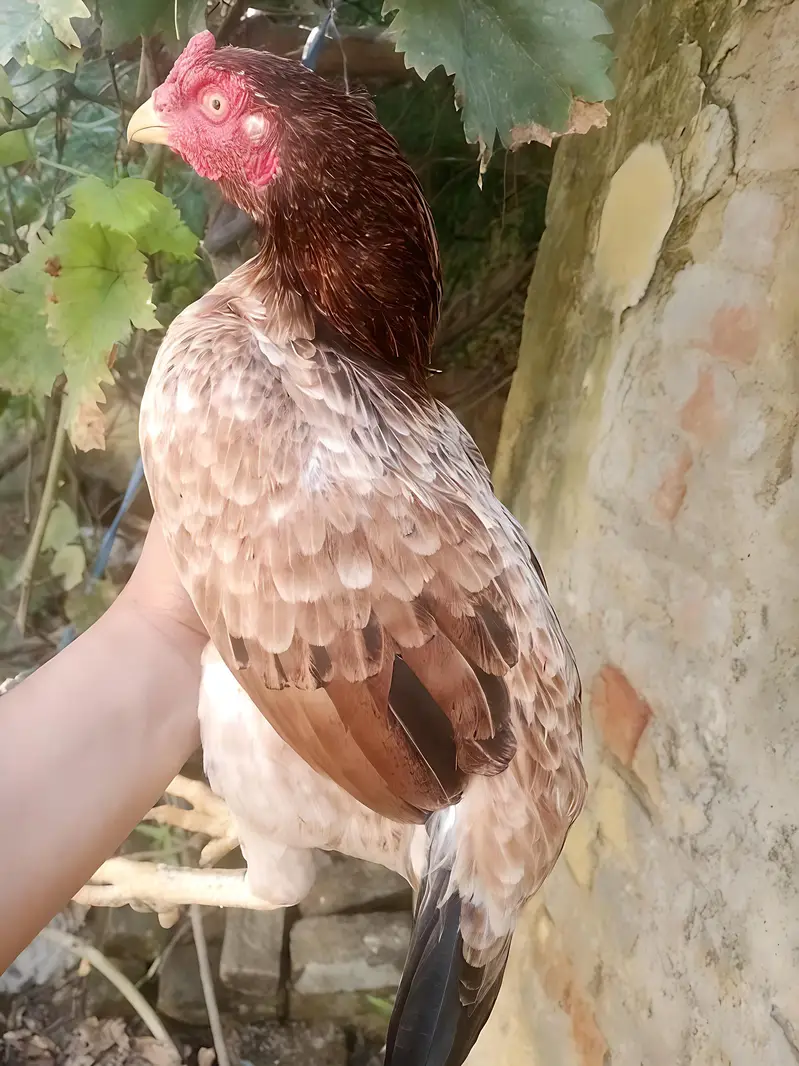 1 Male 2 female Aseel Murgi For Sale — photo 4