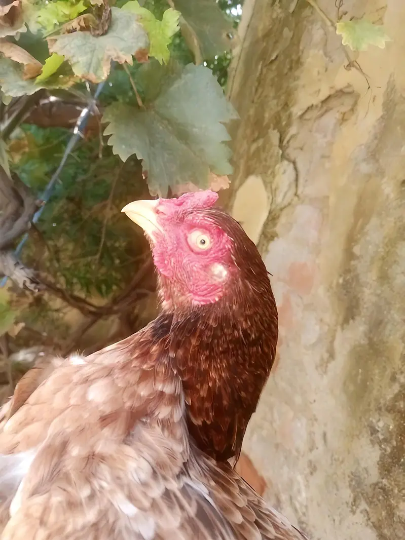 1 Male 2 female Aseel Murgi For Sale — photo 6