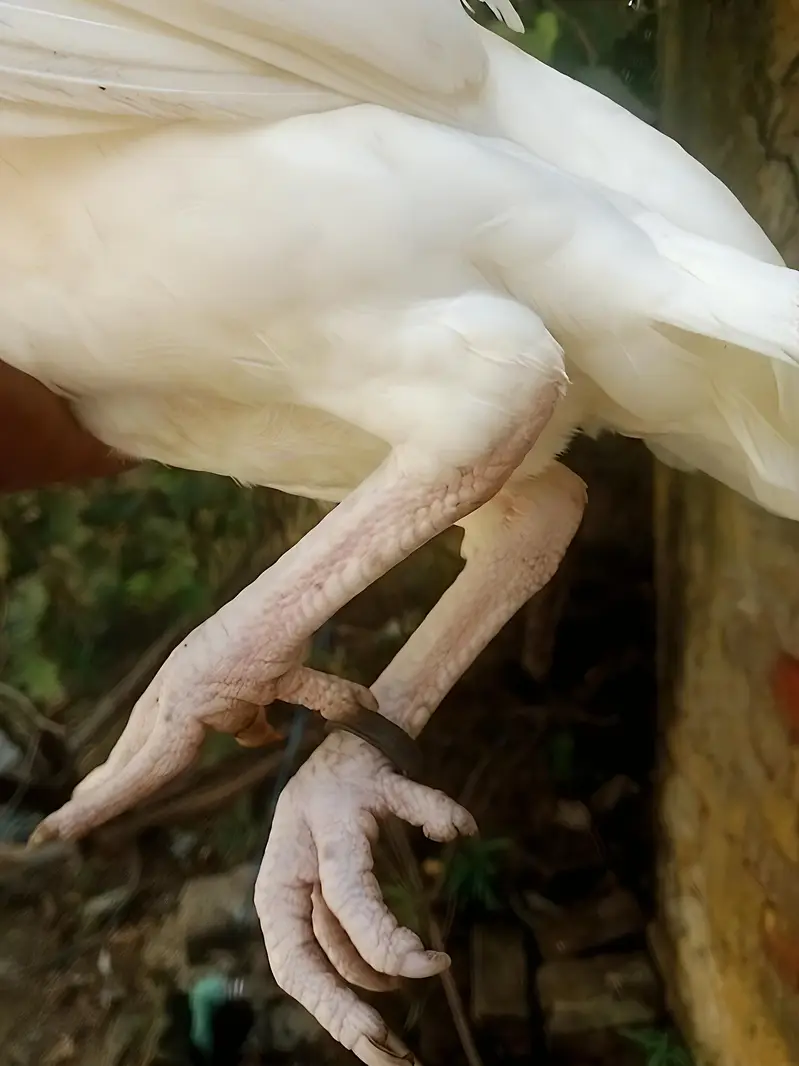 1 Male 2 female Aseel Murgi For Sale — photo 7