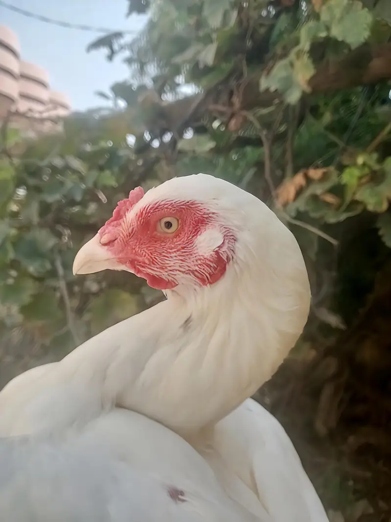 1 Male 2 female Aseel Murgi For Sale — photo 8