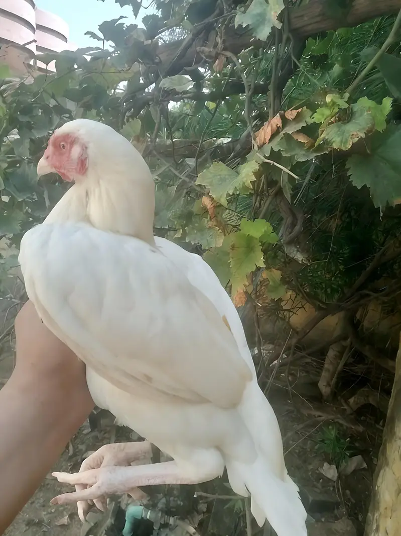 1 Male 2 female Aseel Murgi For Sale — photo 9