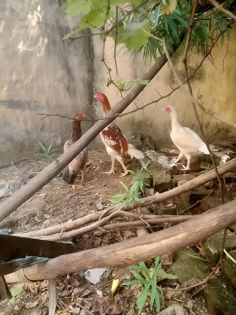 1 Male 2 female Aseel Murgi For Sale — photo 10