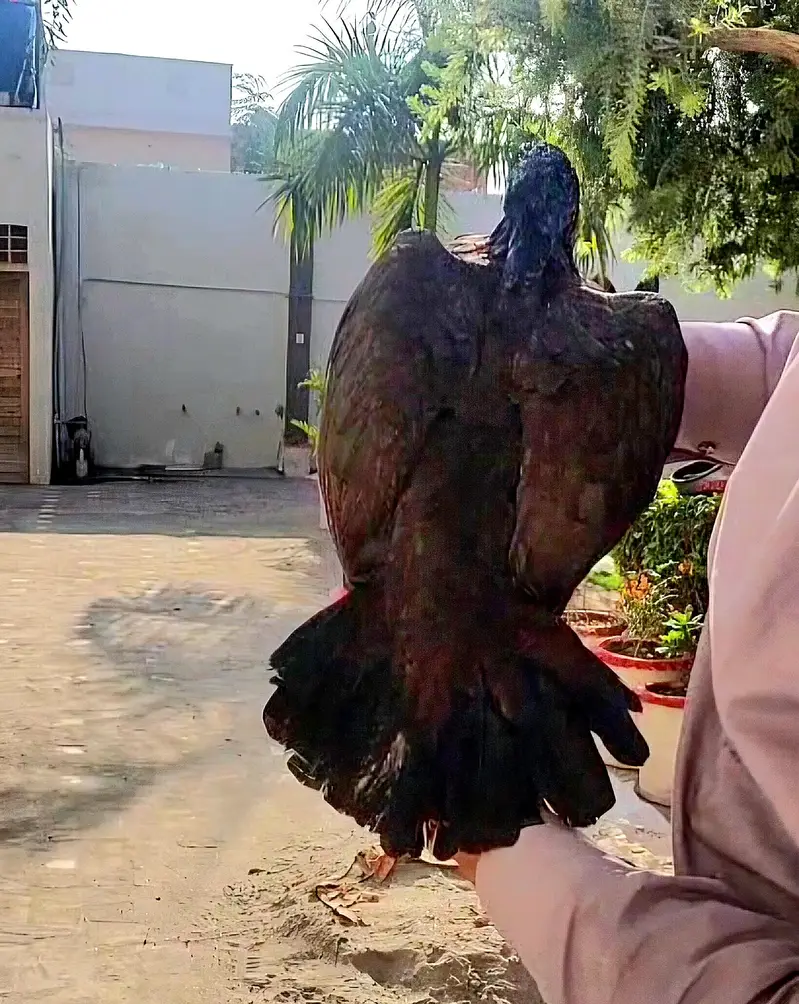 Aseel amrohi long tail madi — photo 3
