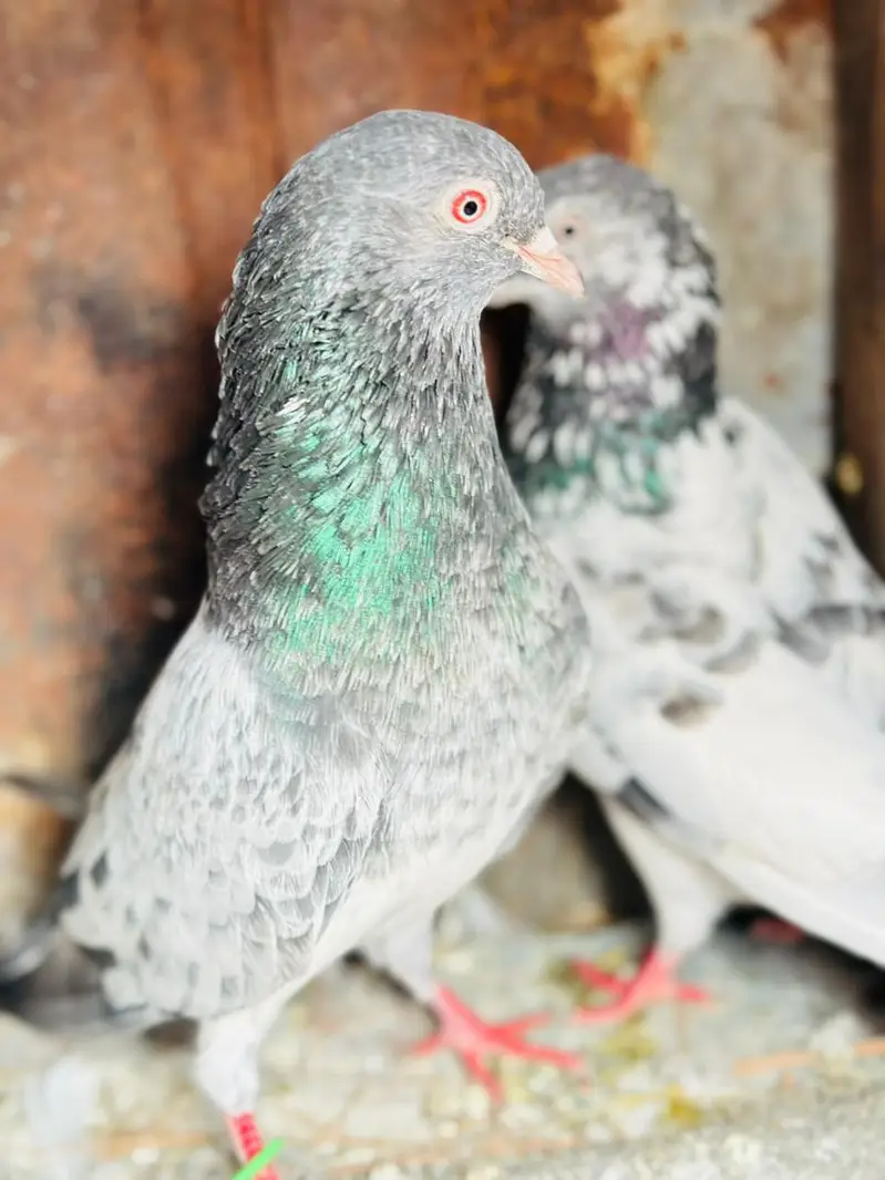 jall or kabotr sab for sale han — photo 3