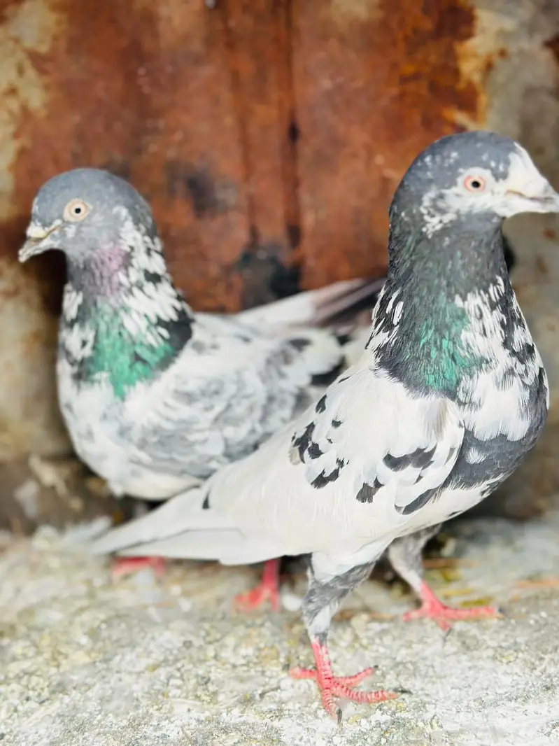 jall or kabotr sab for sale han — photo 4