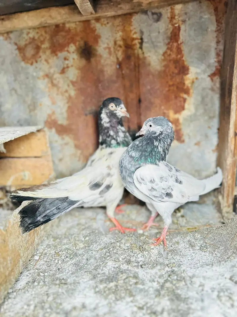 jall or kabotr sab for sale han — photo 5