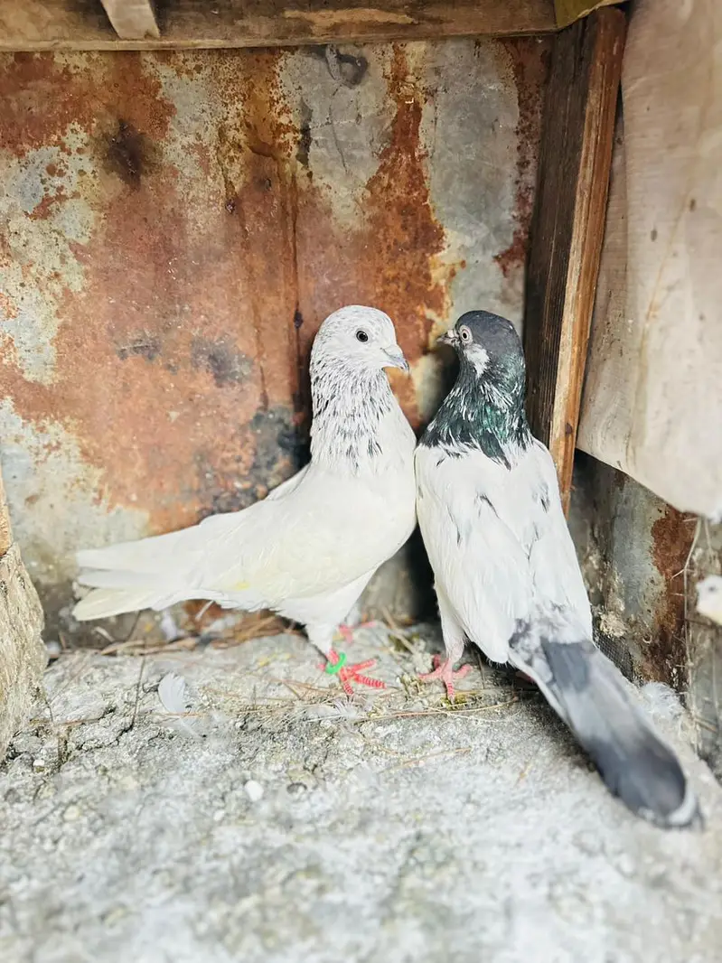 jall or kabotr sab for sale han — photo 6