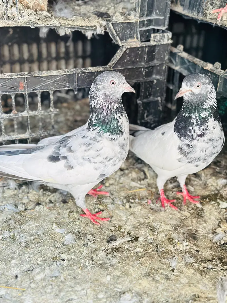 jall or kabotr sab for sale han — photo 8