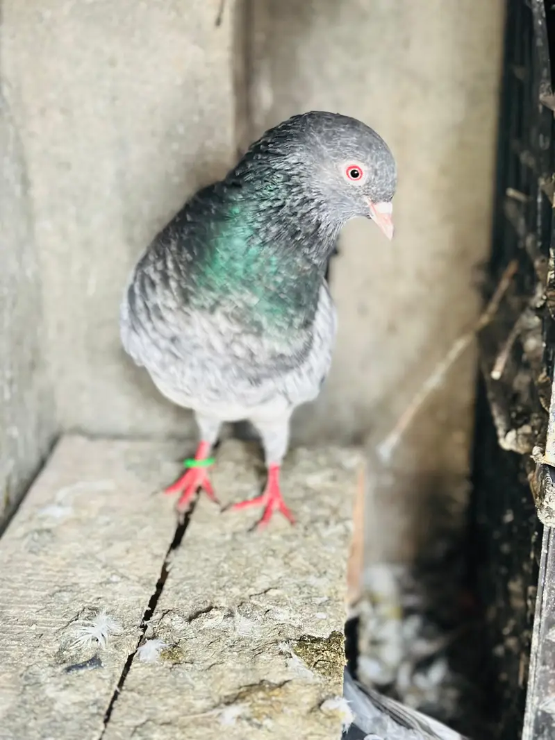 jall or kabotr sab for sale han — photo 9