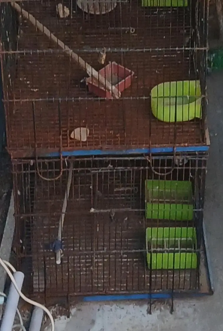 iron cage — photo 2