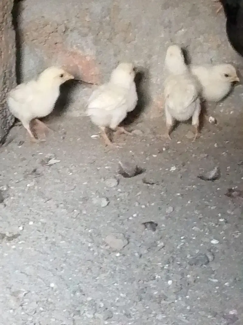 Heera murga sa hai ya bacha — photo 2