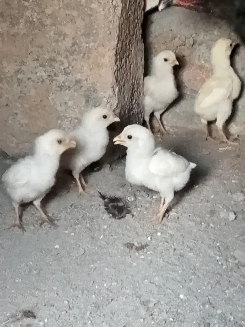 Heera murga sa hai ya bacha — photo 3