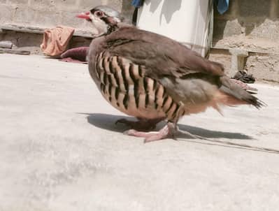 Maskati chawkor for sale